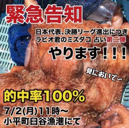 預言帝章魚哥被煮了 日本章魚也能預測世界杯