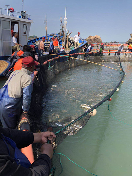 瑪莉亞臺(tái)風(fēng)來(lái)襲，溫州大黃魚(yú)養(yǎng)殖基地加固網(wǎng)具