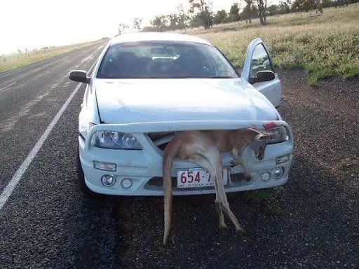 澳大利亞袋鼠風暴