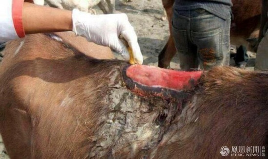 驢被胖游客壓脫皮