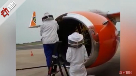 2萬蜜蜂霸占飛機