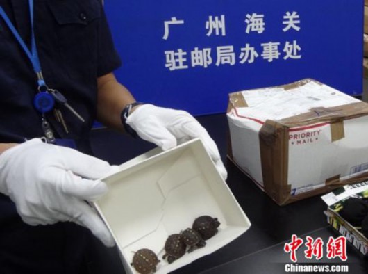零食盒藏75只烏龜被海關查獲