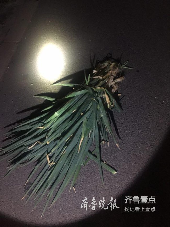 停車撿拾大蔥被罰