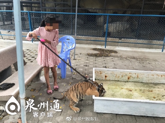 9歲女孩遛老虎