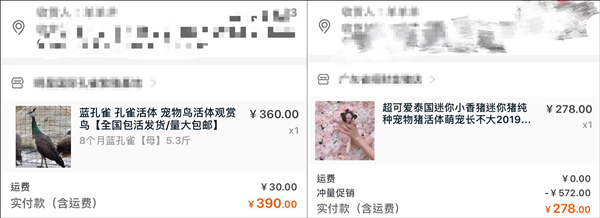 雙11購(gòu)物最荒謬冠軍誕生!男生喝醉后買孔雀娃娃魚