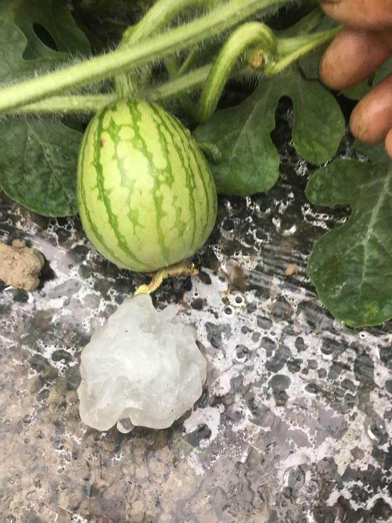 溫州冰雹砸傷學(xué)生