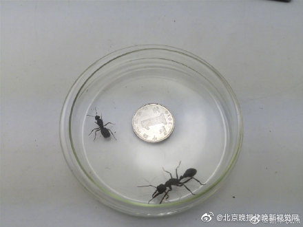 海關查獲寵物螞蟻