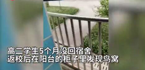 宿舍柜子孵出小鳥