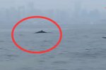 青島三浴近海鯨魚出沒