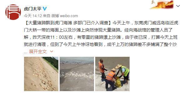 東莞海灘出現大量豬蹄