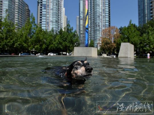 加拿大創(chuàng)紀(jì)錄的49.5℃高溫