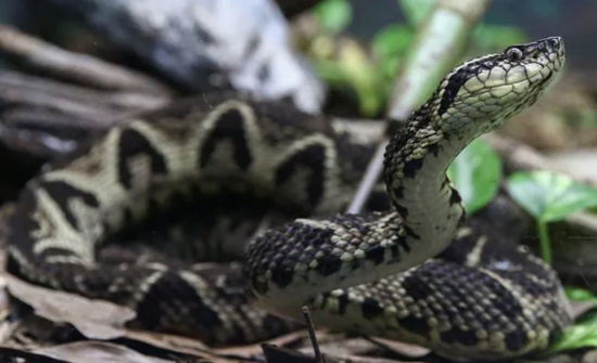 巴西毒蛇毒液可能成為治療新冠的藥物 以毒攻毒嗎？