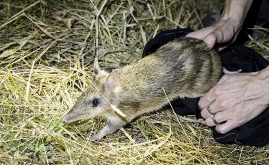 澳大利亞保護近乎滅絕的袋貍物種