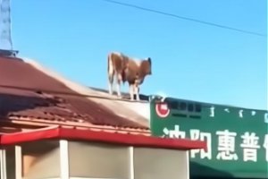 內蒙古一頭牛跳上房頂奔跑 誰口氣這么大？