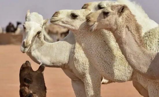 沙特駱駝選美大賽卷入整容手術