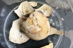 龐貝古城發掘出一只烏龜及其蛋的遺骸