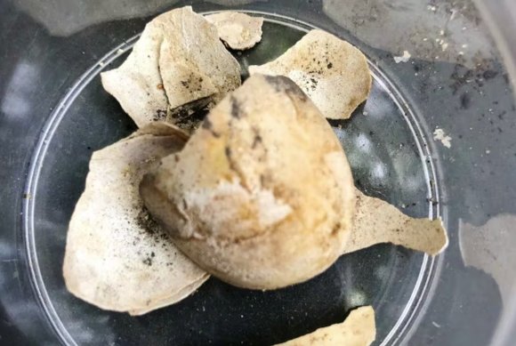 龐貝古城發掘出一只烏龜及其蛋的遺骸