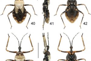 武夷山國家公園發現動物新種中華粘獵蝽