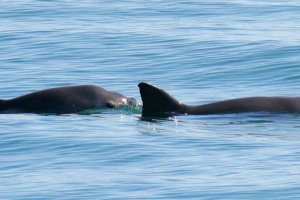 美國稱墨西哥非法捕撈石首魚威脅小頭鼠海豚生存