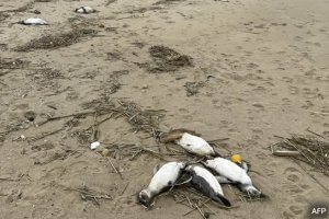 烏拉圭海岸2000只企鵝神秘死亡