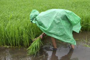 高溫和戰爭以及出口禁令導致全球糧食威脅正在加劇