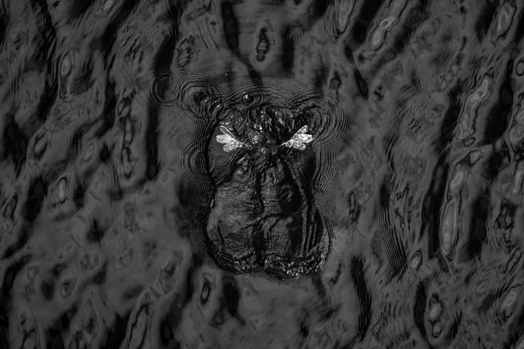 黑與白——金獎獲得者