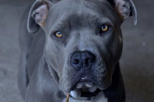 美國(guó)男子與女友同床狗跳上床引爆槍擊