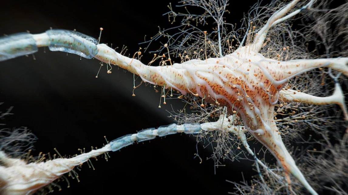 研究團隊發現了一種靶向殺傷蛋白BAX的小分子