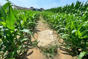 “全國(guó)最矮的山”火了 明明就是一塊石頭