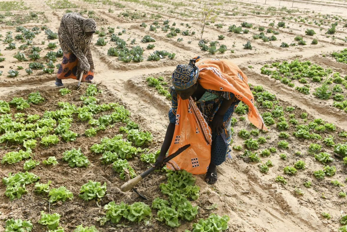 2020年2月13日，在尼日爾馬拉迪，婦女們正在用太陽能水泵灌溉社區(qū)菜園，這是一項旨在解決貧困和適應氣候變化的項目的一部分