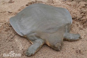 漁民捕到西游記里的“通天河神獸”黿