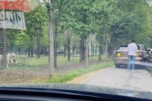 動物園內多名游客下車當老虎面吵架