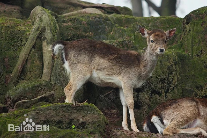 虎跳峽出現不明生物?當地回應不是龍