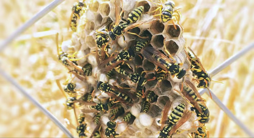 云南牟定縣2名兒童被胡蜂蜇傷致死