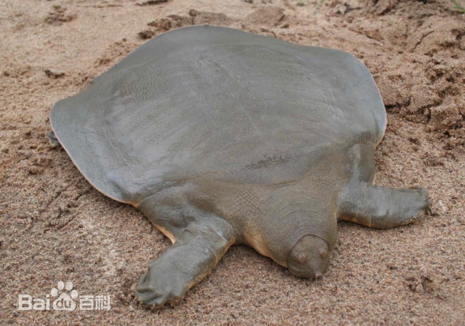 西游記里的“通天河神獸”黿