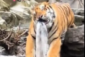 河南欒川竹海野生動物園一只老虎咬水管玩成“虎口