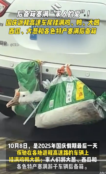返程高速上的車尾掛滿雞鴨大鵝